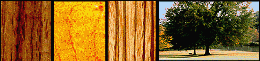 custom electric guitars, marquetry, wood designs